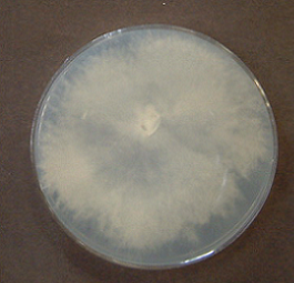 Perenniporia subacida2(POS-Pa23a)